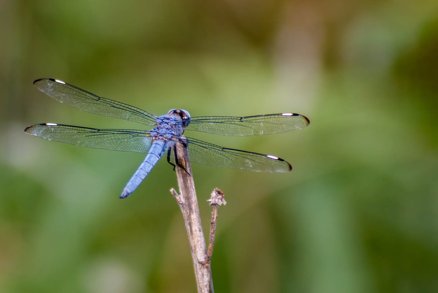 Comanche Skimmer (Libellula comanche) Male