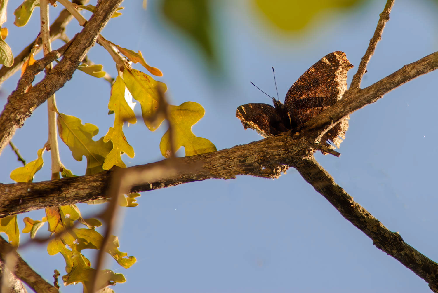 Mourning Cloak (Nymphalis antiopa)