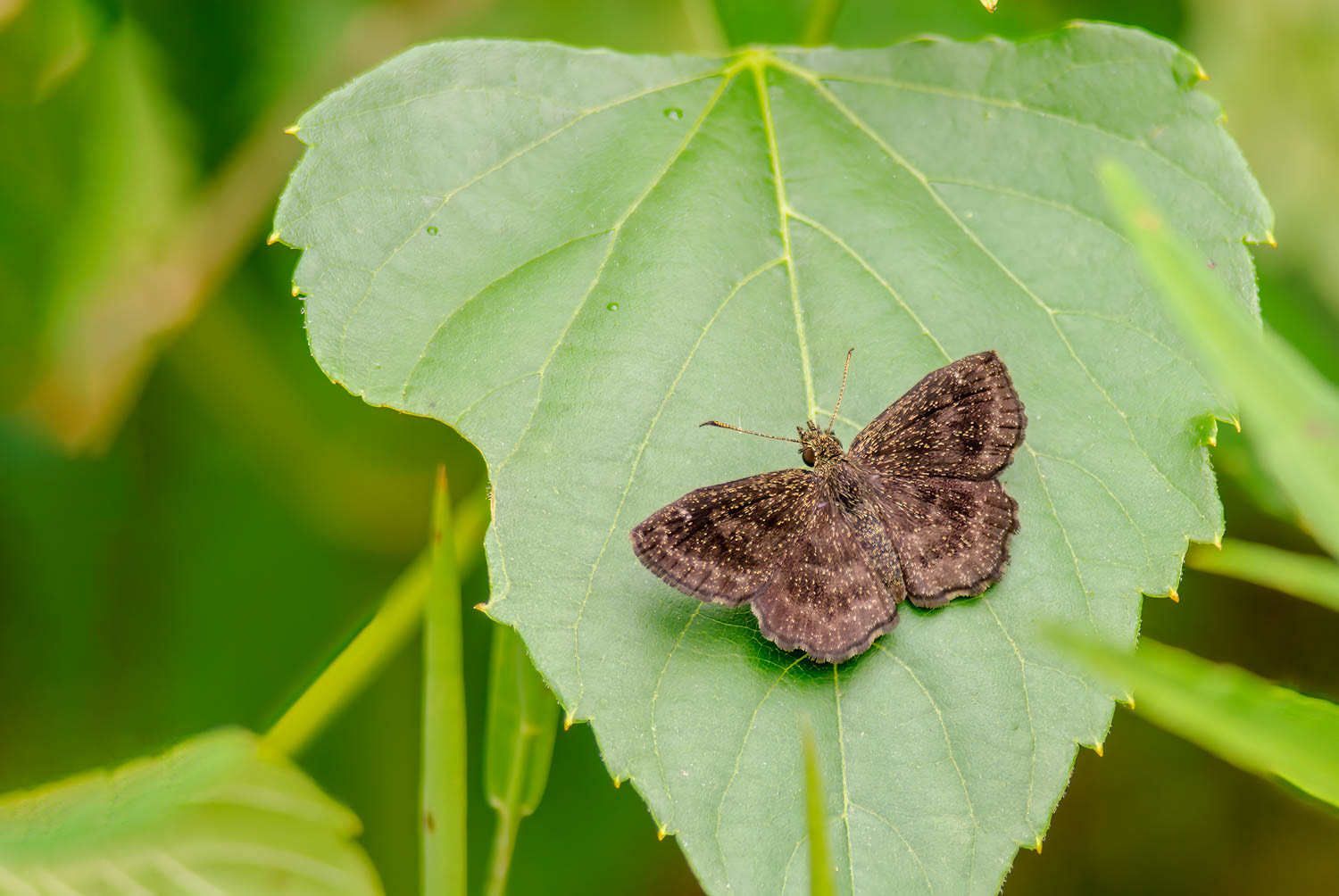 Hayhurst's Scallopwing (Staphylus hayhurstii)