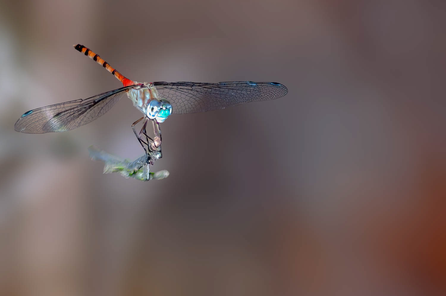 Blue-faced Meadowhawk (Sympetrum ambiguum) Male