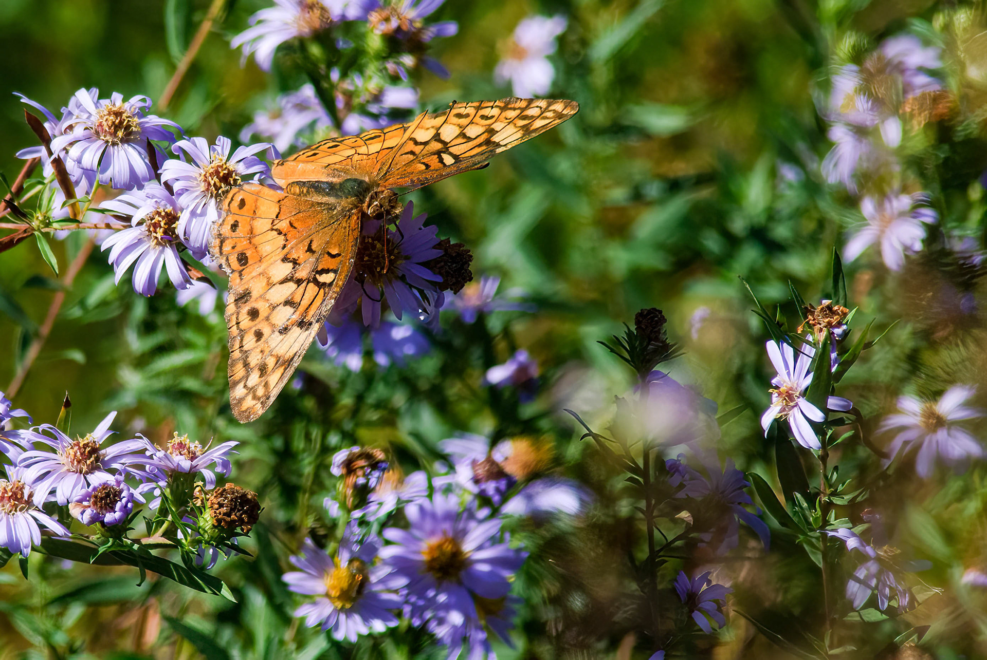 Variegated Fritillary