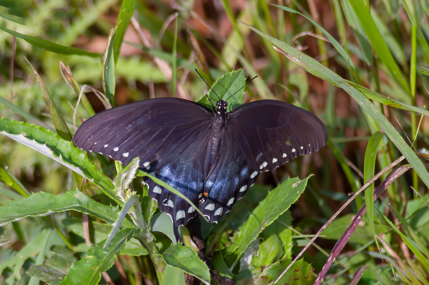 Spicebush Swallowtail (Pterourus troilus)