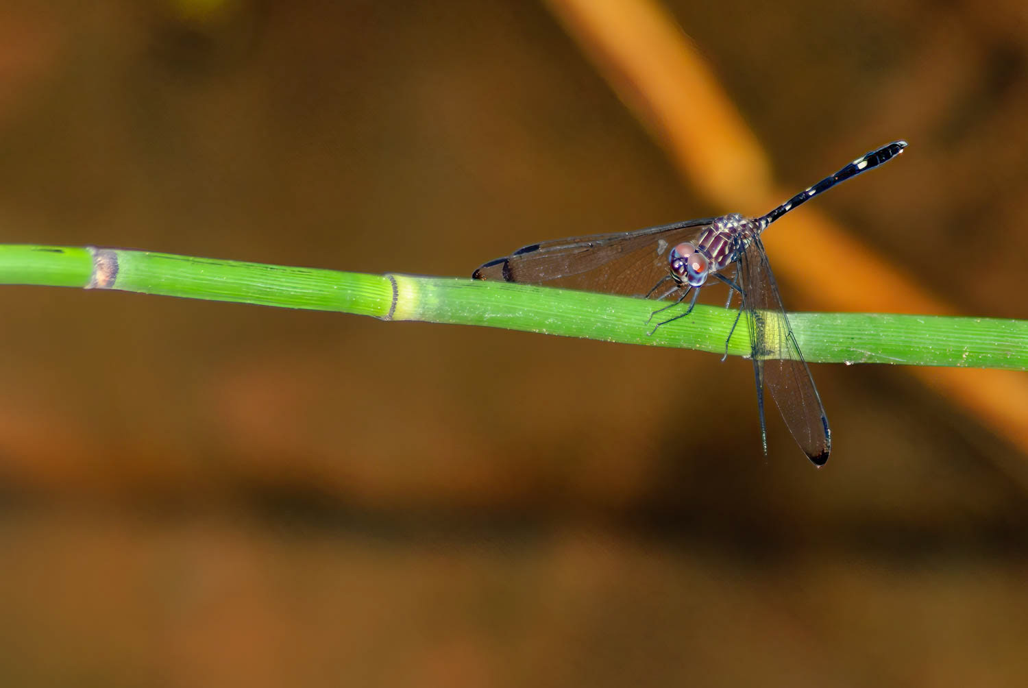 Swift Setwing (Dythemis velox)