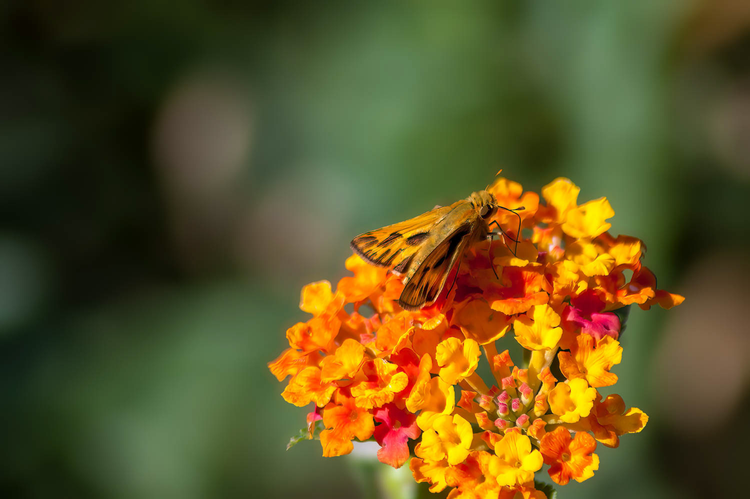 Fiery Skipper (Hylephila phyleus)