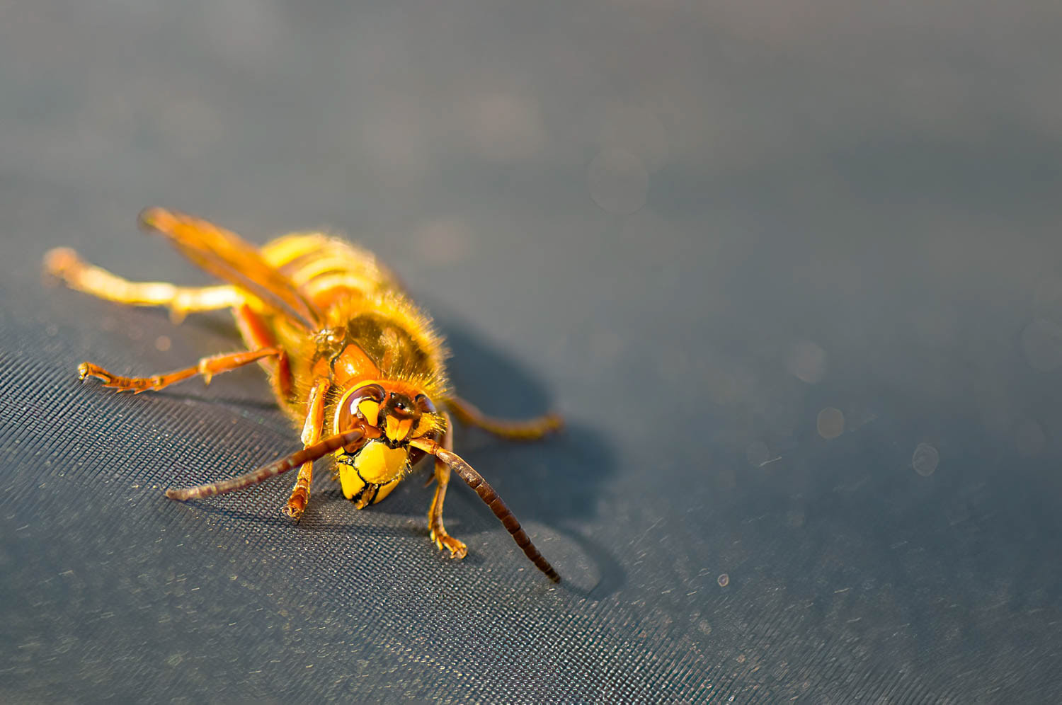 European hornet (Vespa crabro)