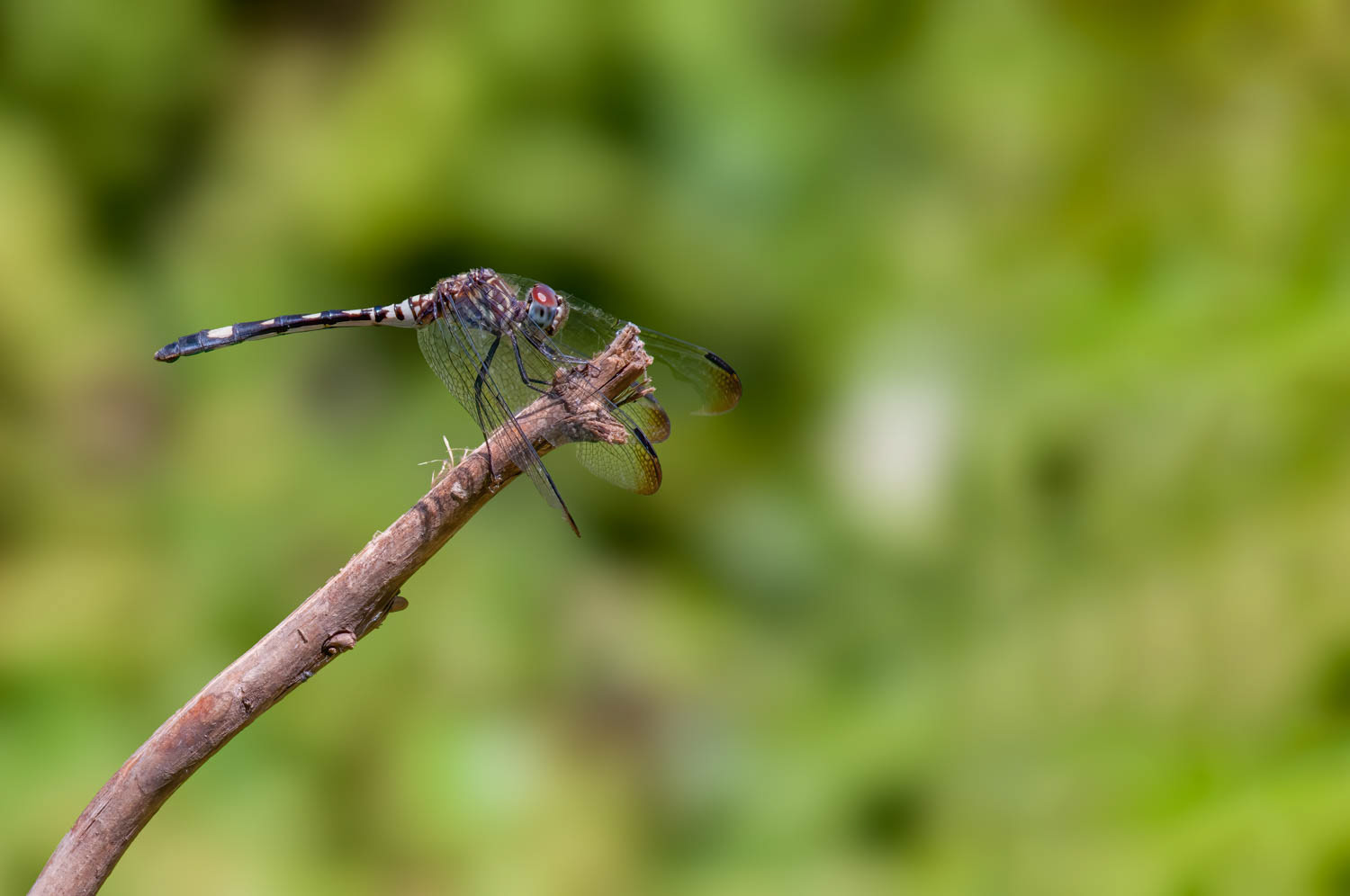Checkered Setwing (Dythemis fugax) Female
