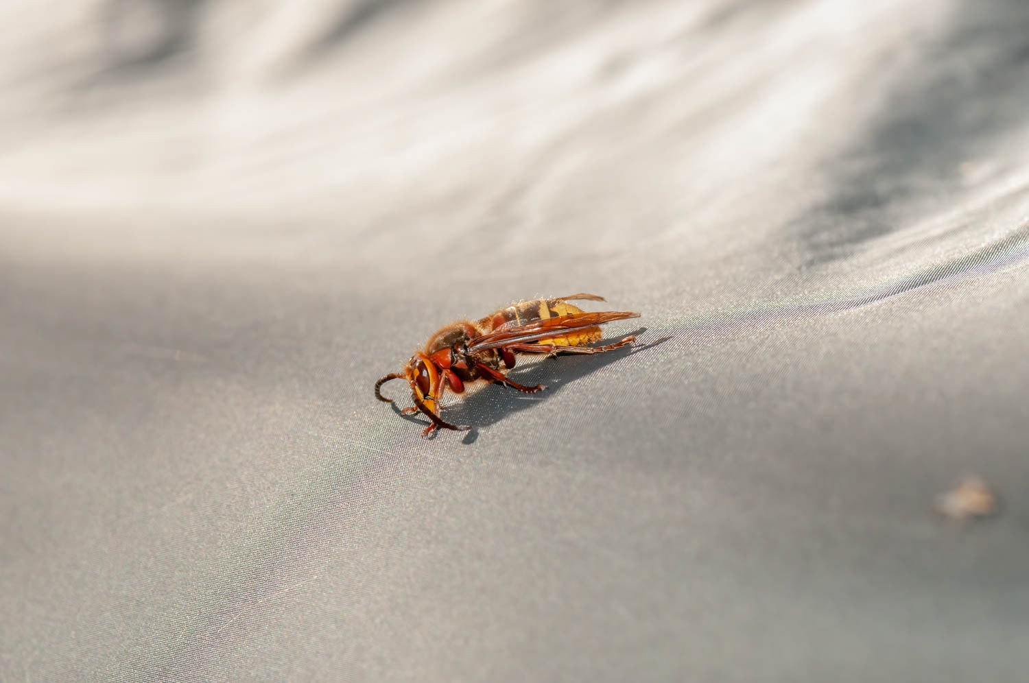 European hornet (Vespa crabro)
