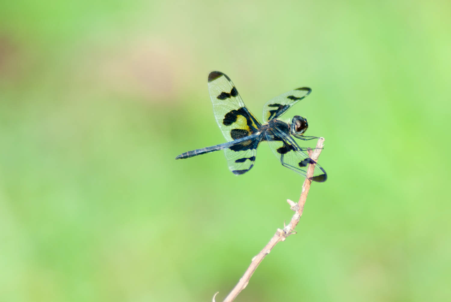 Banded Pennant (Celithemis fasciata)