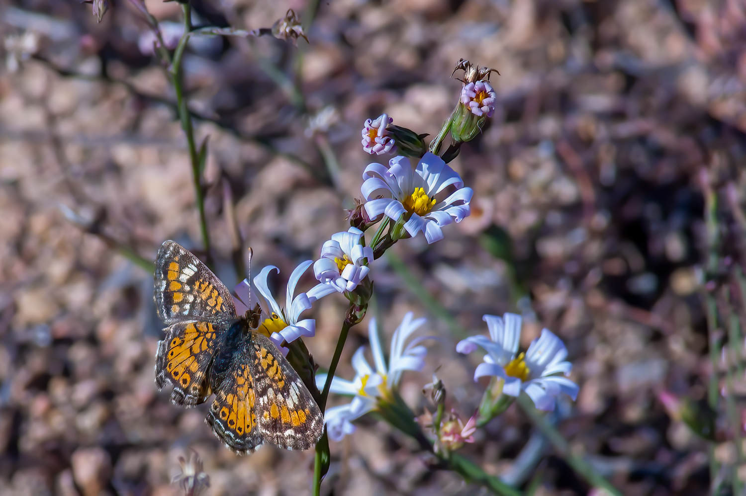 Phaon Crescent (Phyciodes phaon)