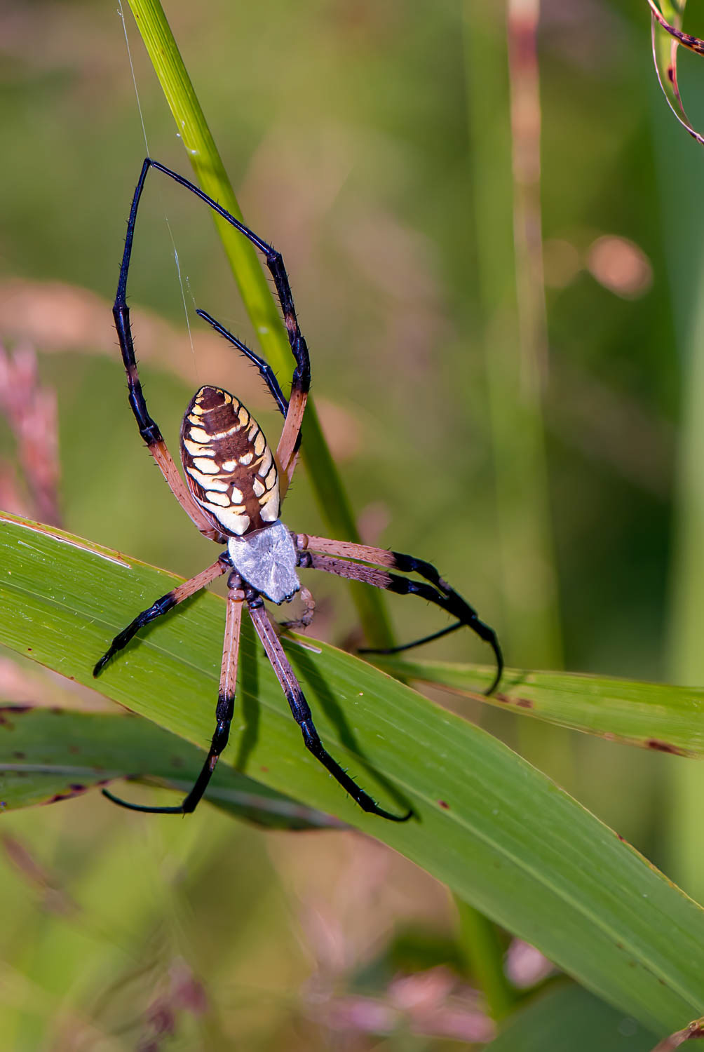 Black & Yellow Garden Spider
