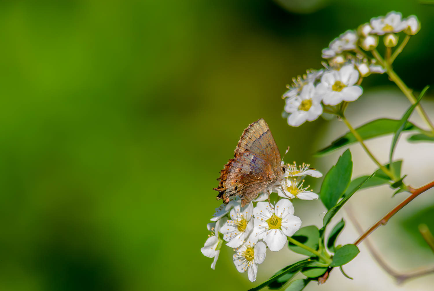 Henry's Elfin (Callophrys henrici)