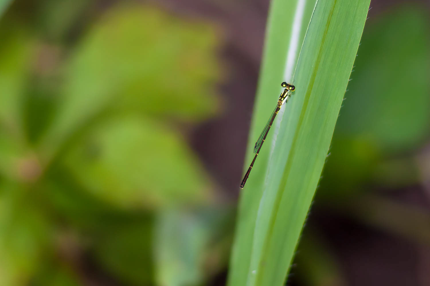 Fragile Forktail (Ischnura posita)