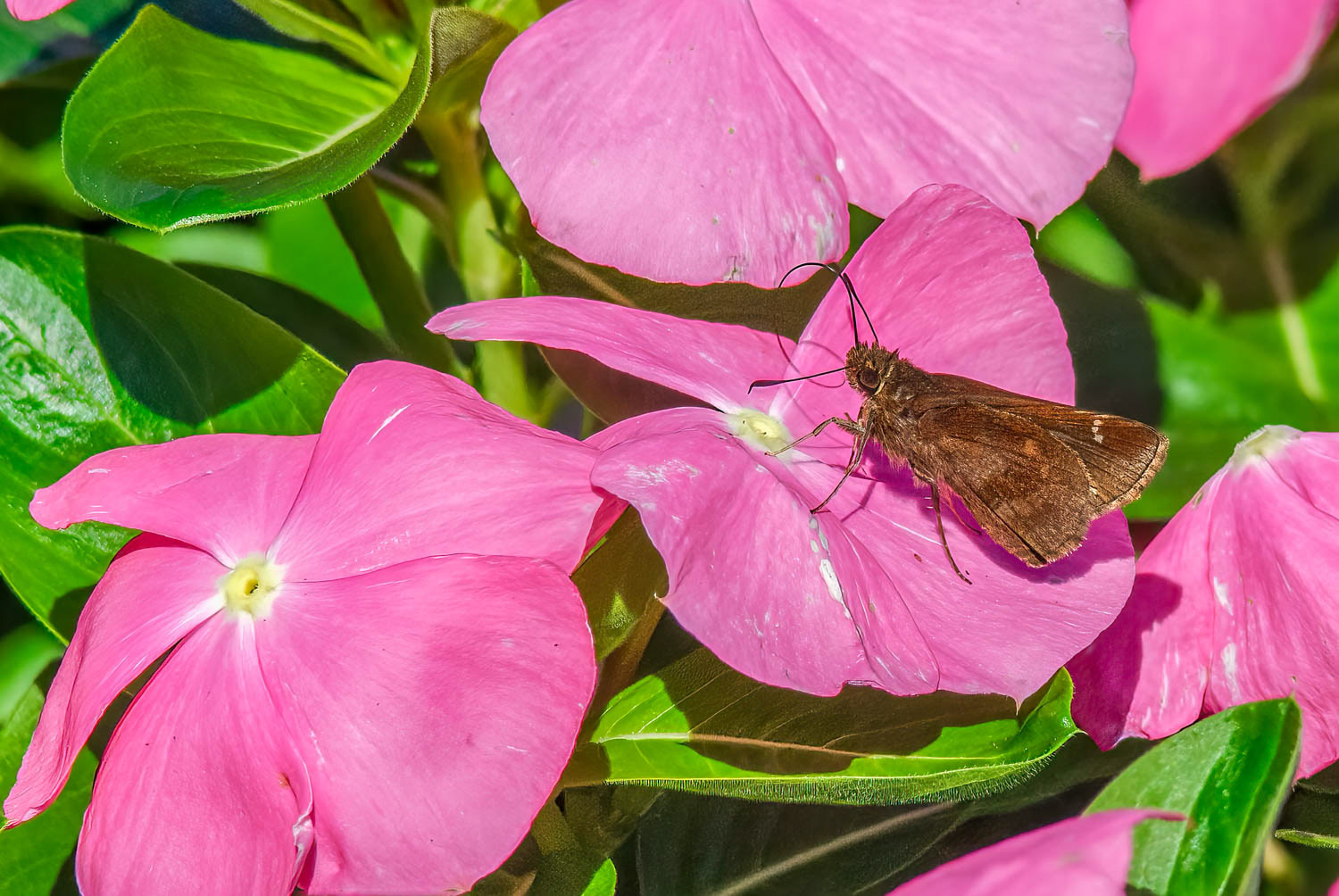 Clouded Skipper (Lerema accius)