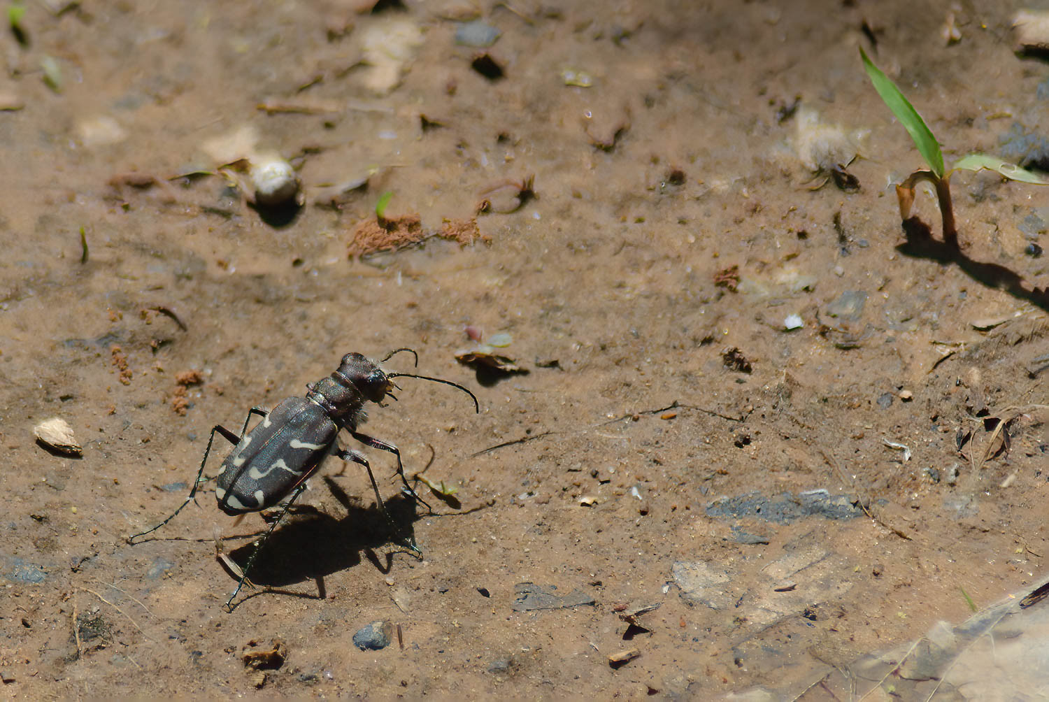 Blowout Tiger Beetle (Cicindela lengi Horn)