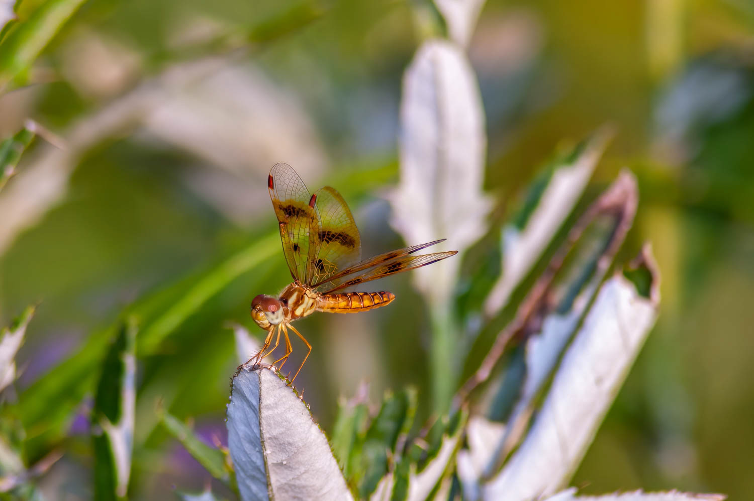 Eastern Amberwing (Perithemis tenera)