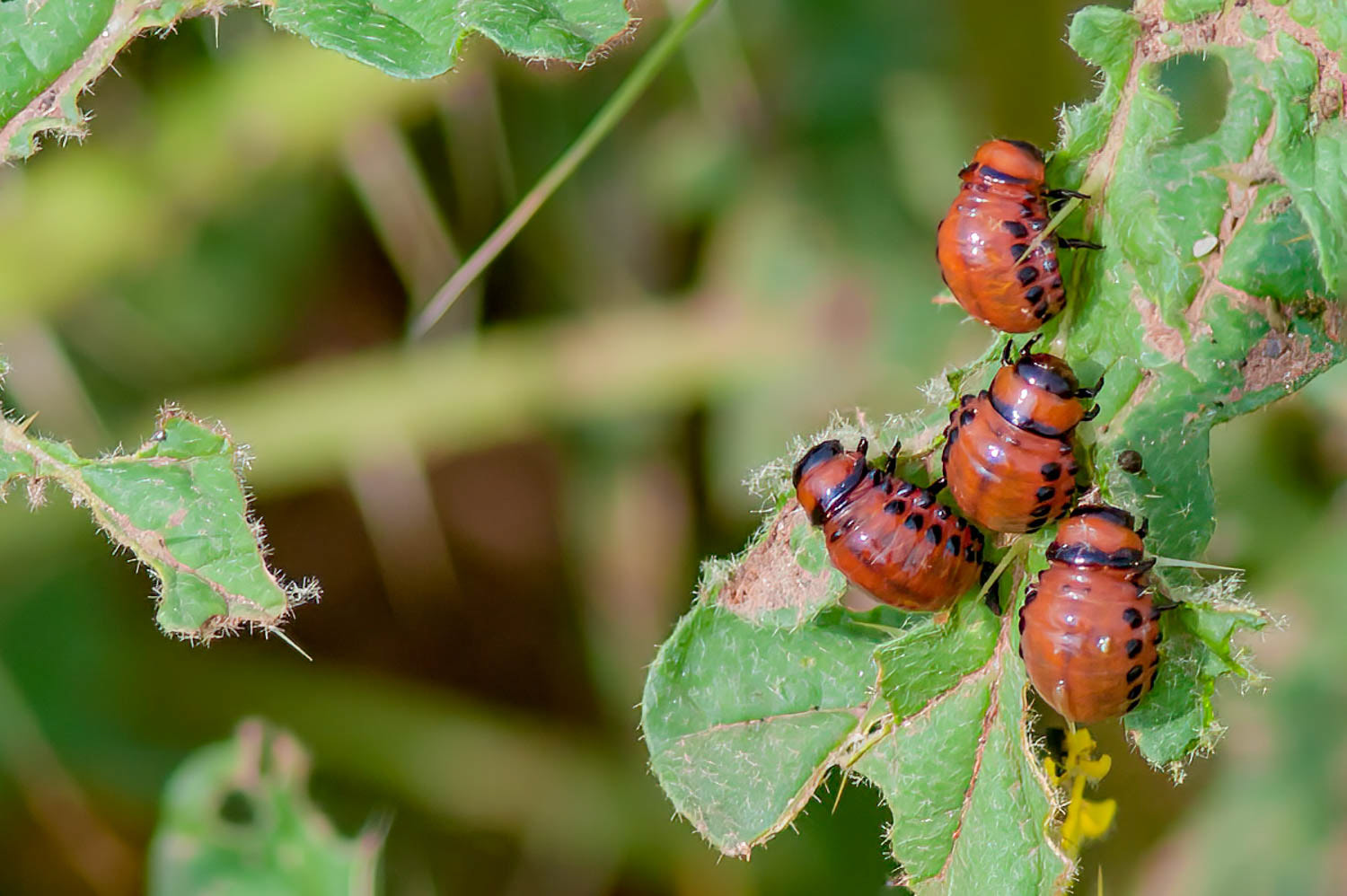 Colorado potato beetle (Leptinotarsa decemlineata)