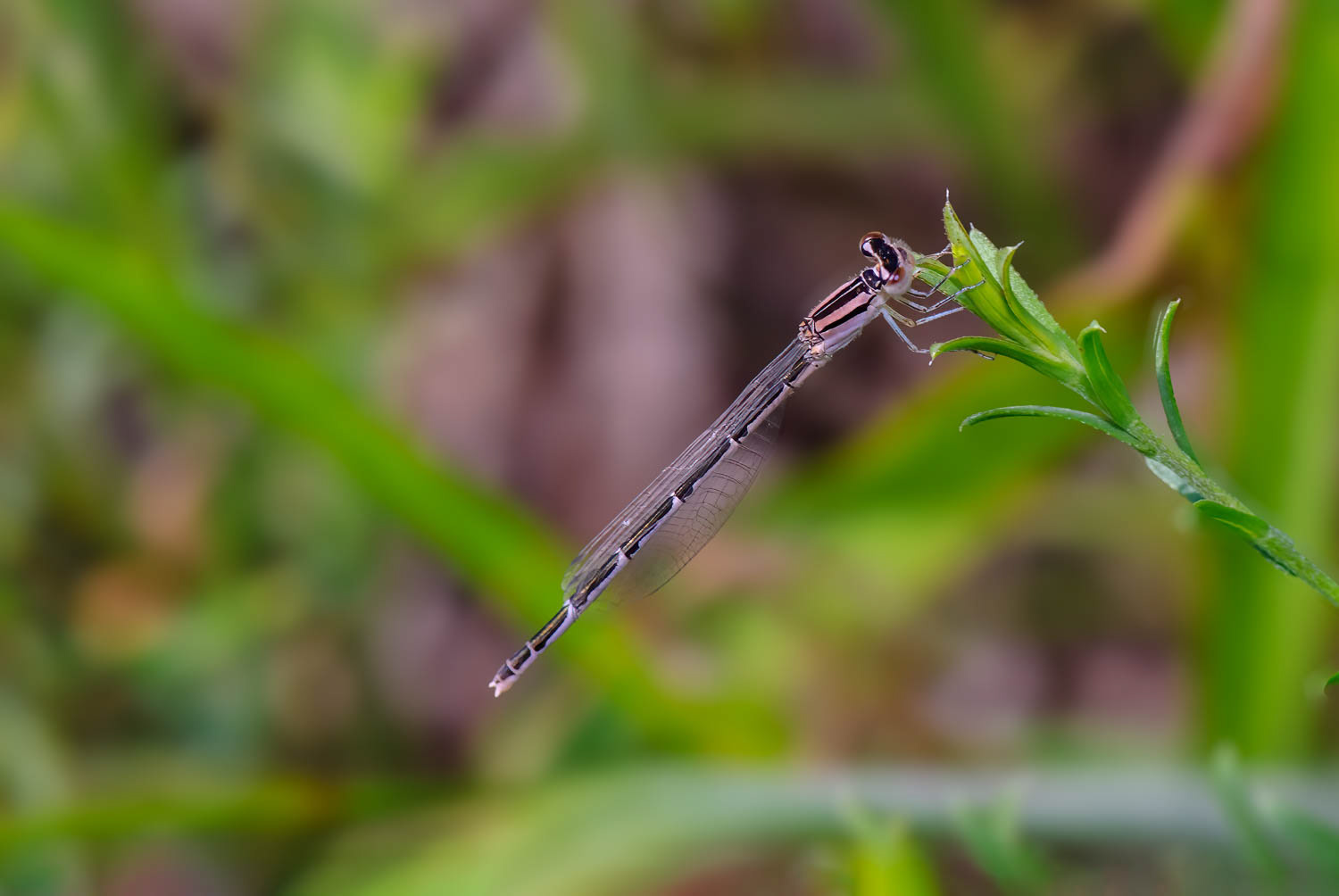 Double-striped Bluet (Enallagma basidens) Female
