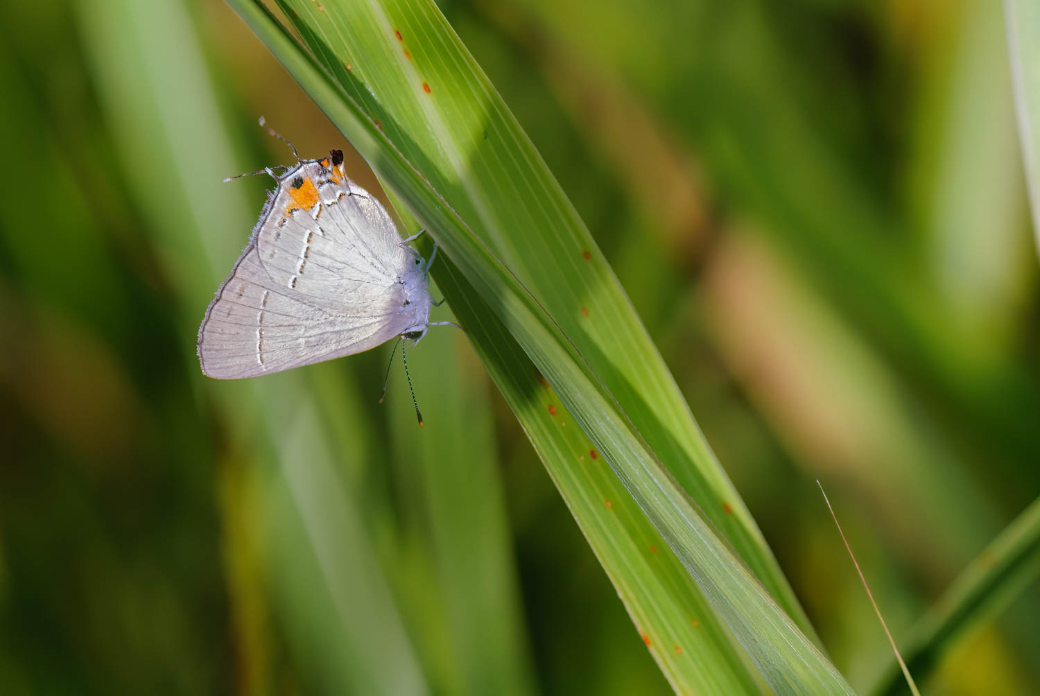 Banded Hairstreak (Satyrium calanus)