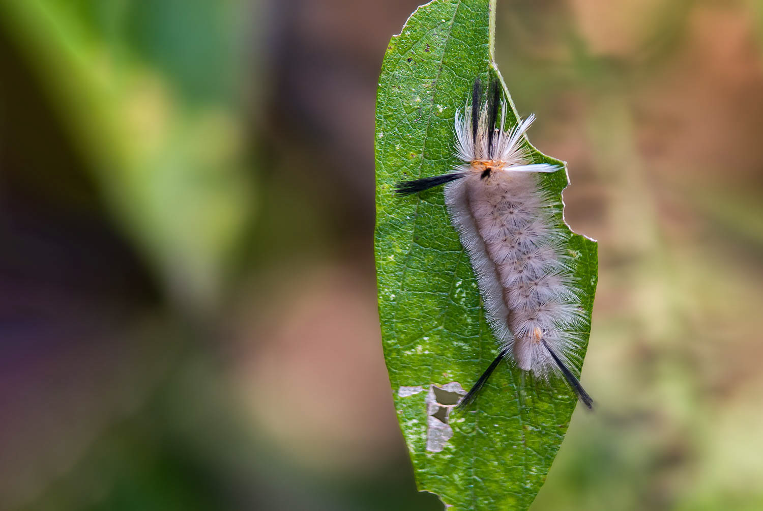 Banded Tussock Moth (Halysidota tessellaris)