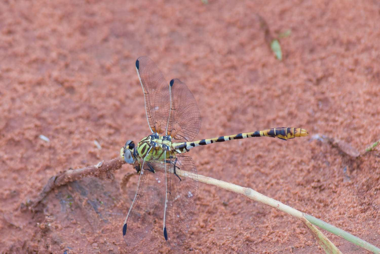 Eastern Ringtail (Erpetogomphus designatus)