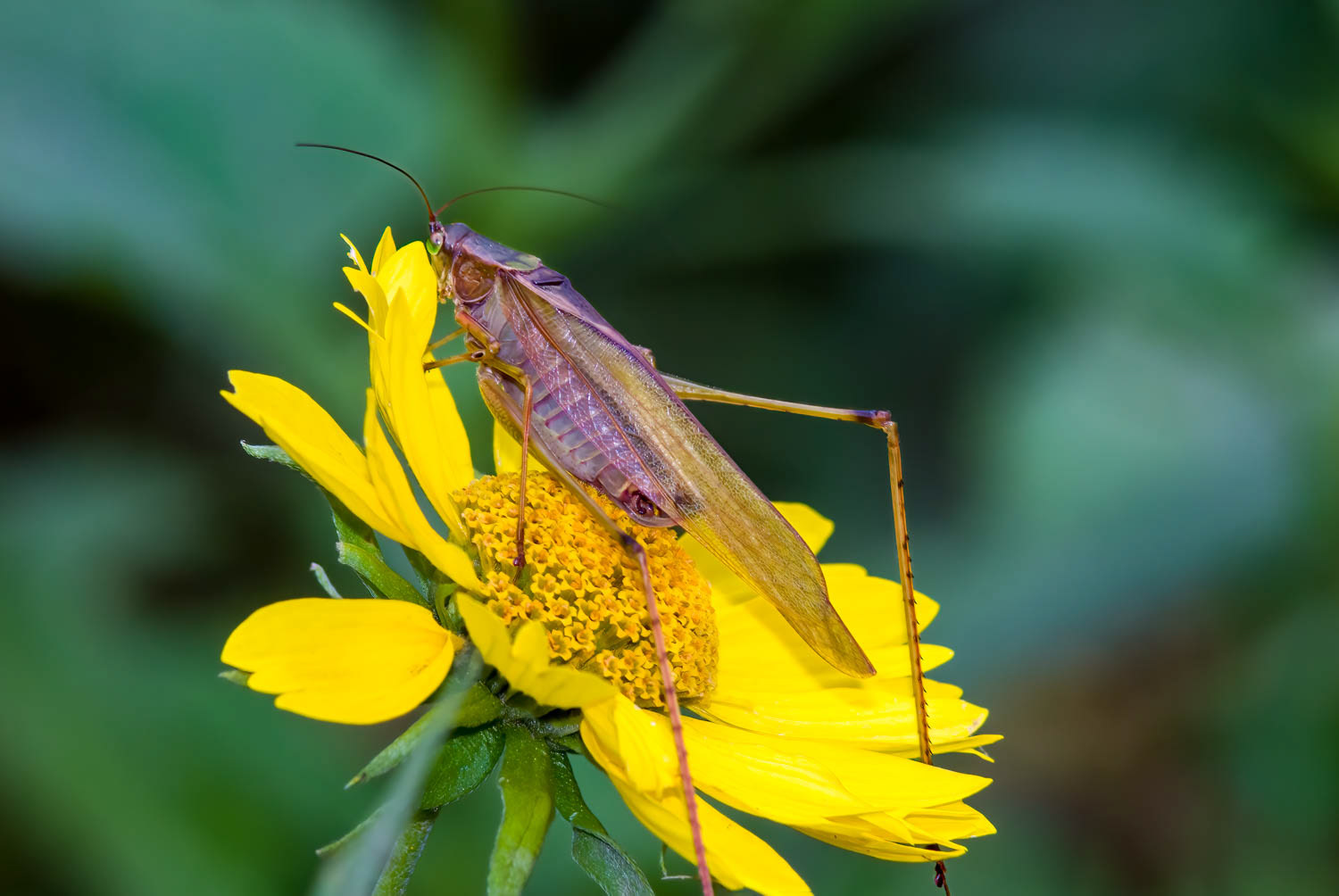 Fork-tailed Bush Katydid Scudderia furcata