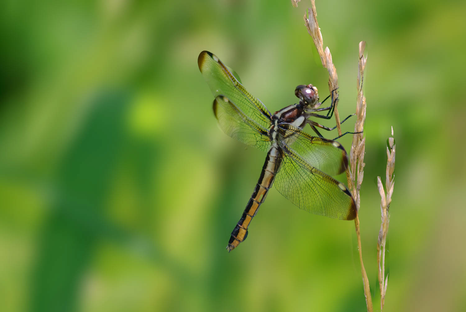 Spangled Skimmer (Libellula cyanea) Female