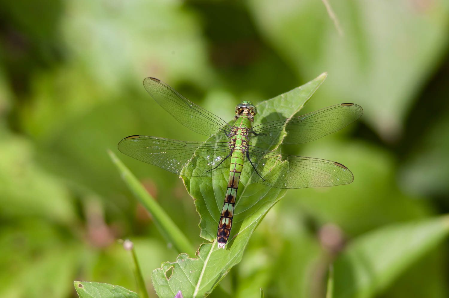 Eastern Pondhawk (Erythemis simplicicollis) Female