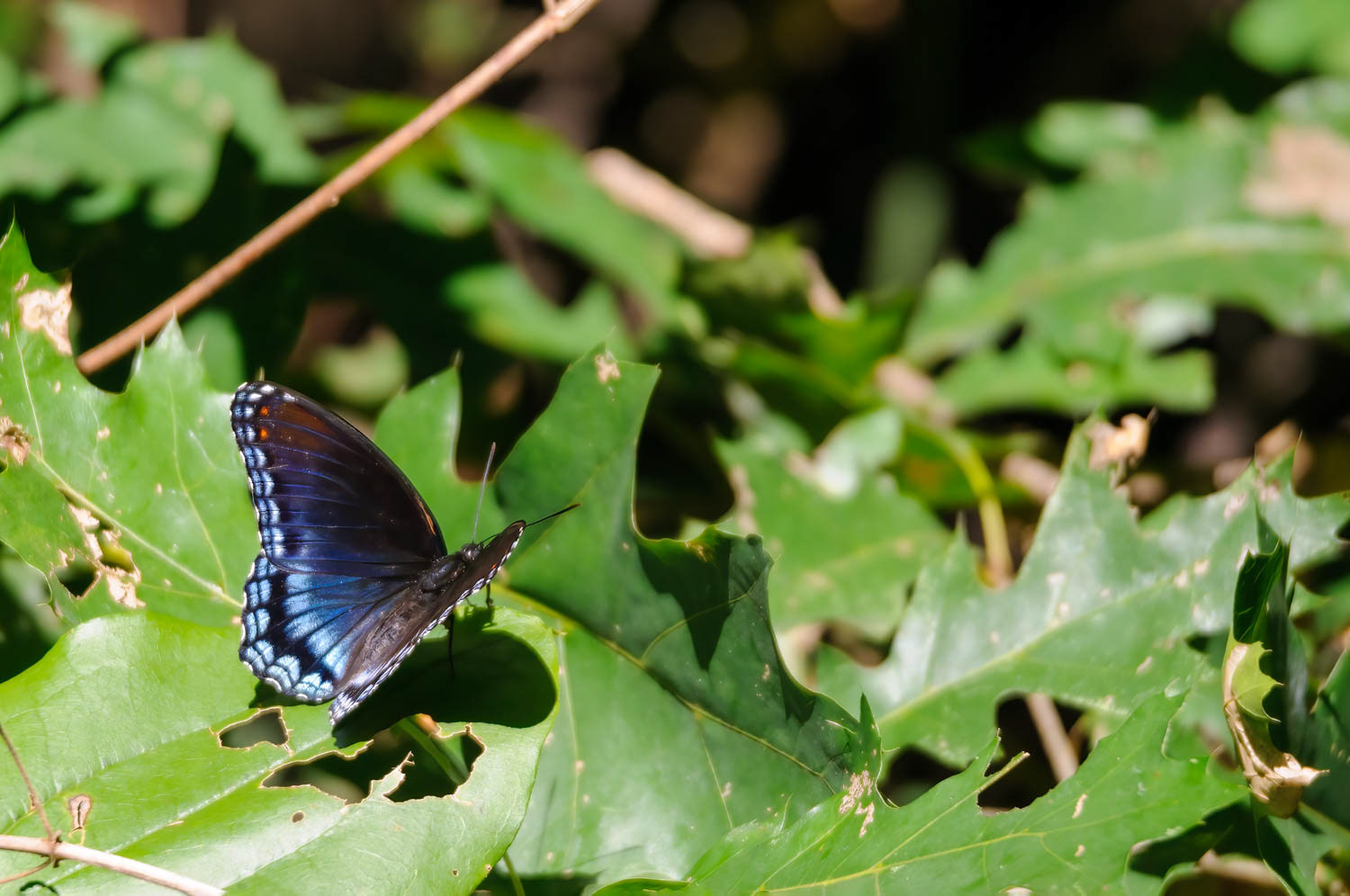 Red-spotted Purple (Limenitis arthemis astyanax)