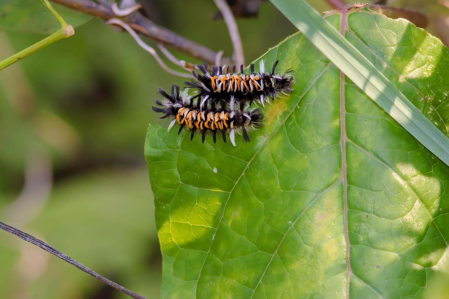 Milkweed Tussock Moth (Euchaetes egle)