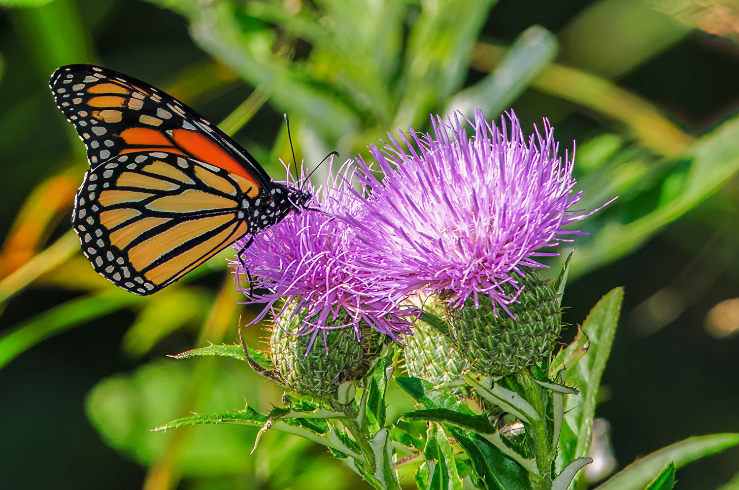 Monarch (Danaus plexippus)