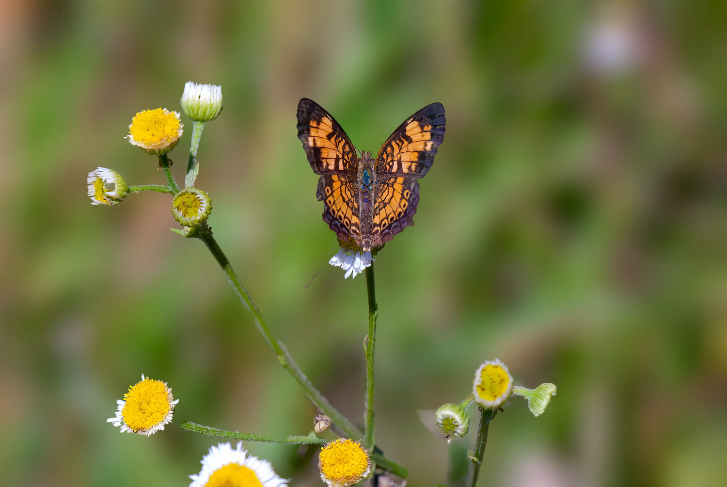 Pearl Crescent (Phyciodes tharos)