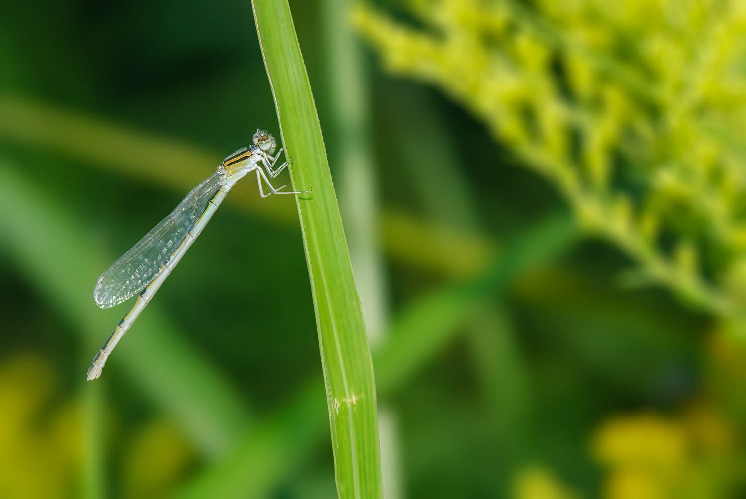 Familiar Bluet (Enallagma civile) Female