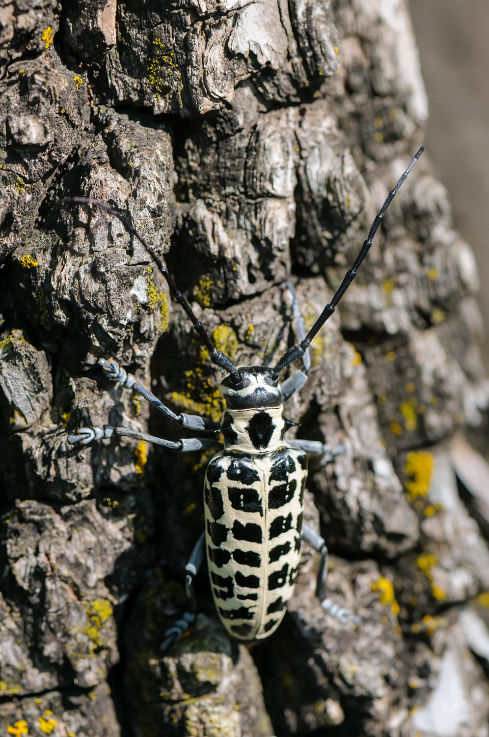 Cottonwood Borer Beetle (Plectrodera scalator)