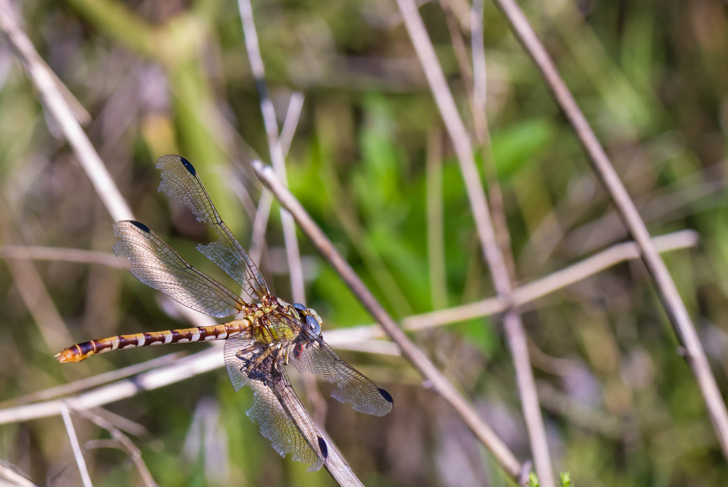 Common Sanddragon (Progomphus obscurus)
