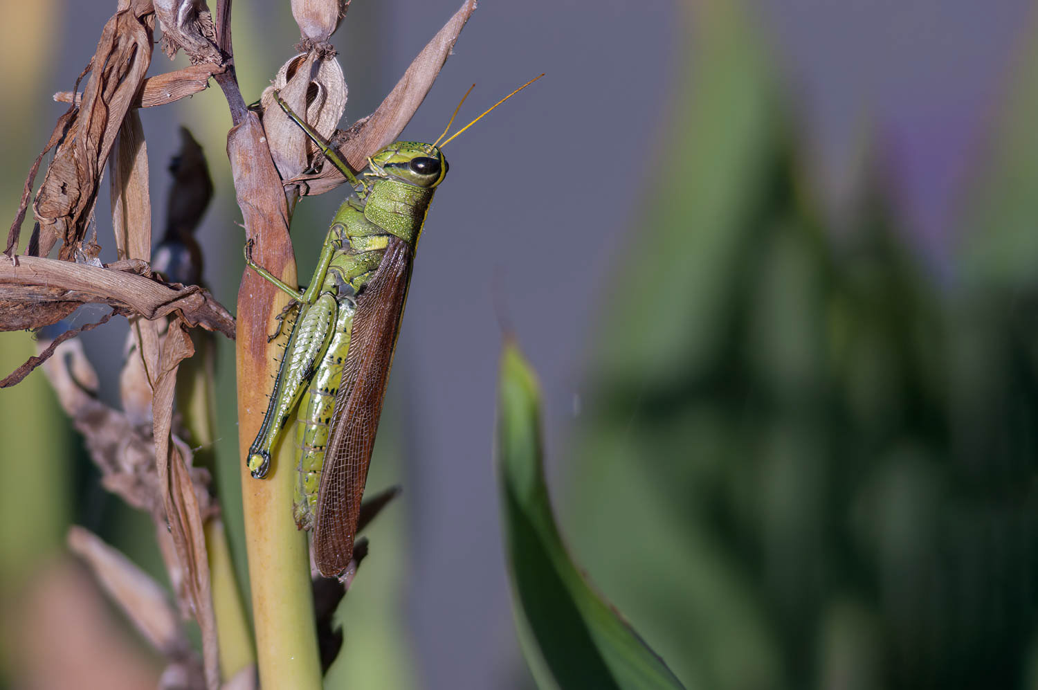 Obscure Bird Grasshopper (Schistocerca obscura)