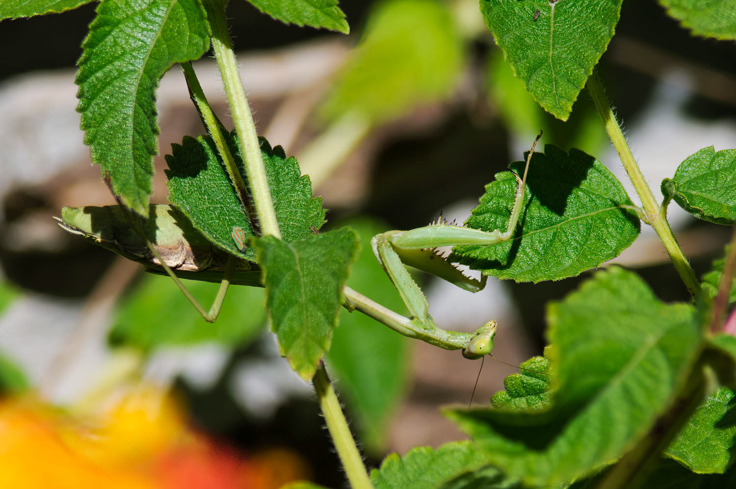 Praying Mantis