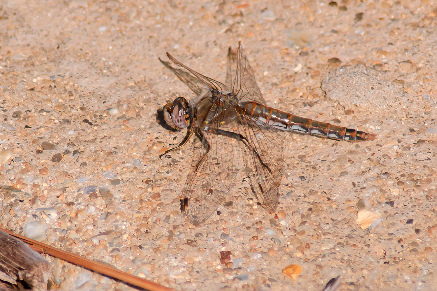 Variegated Meadowhawk (Sympetrum corruptum) Female