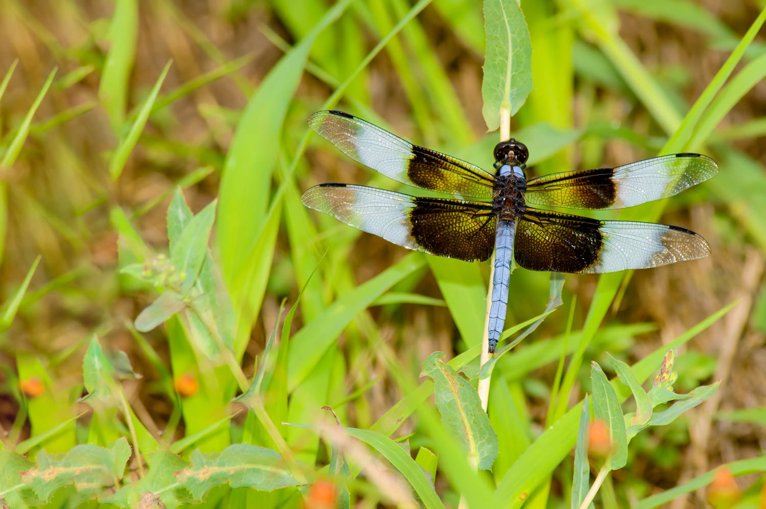 Widow Skimmer (Libellula luctuosa) Male