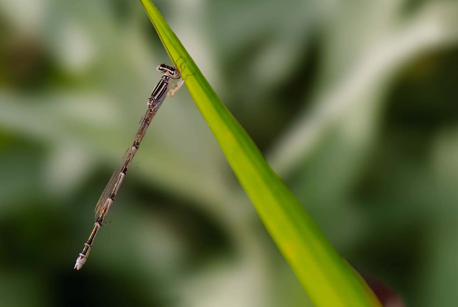 Double-striped Bluet (Enallagma basidens) Female