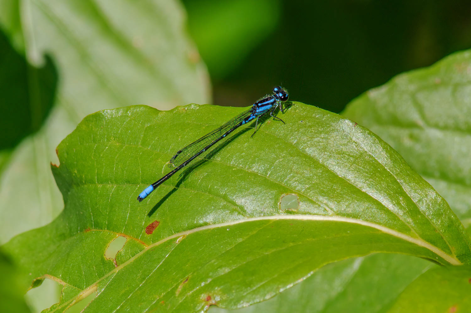 Blue-tipped Dancer (Argia tibialis) Male