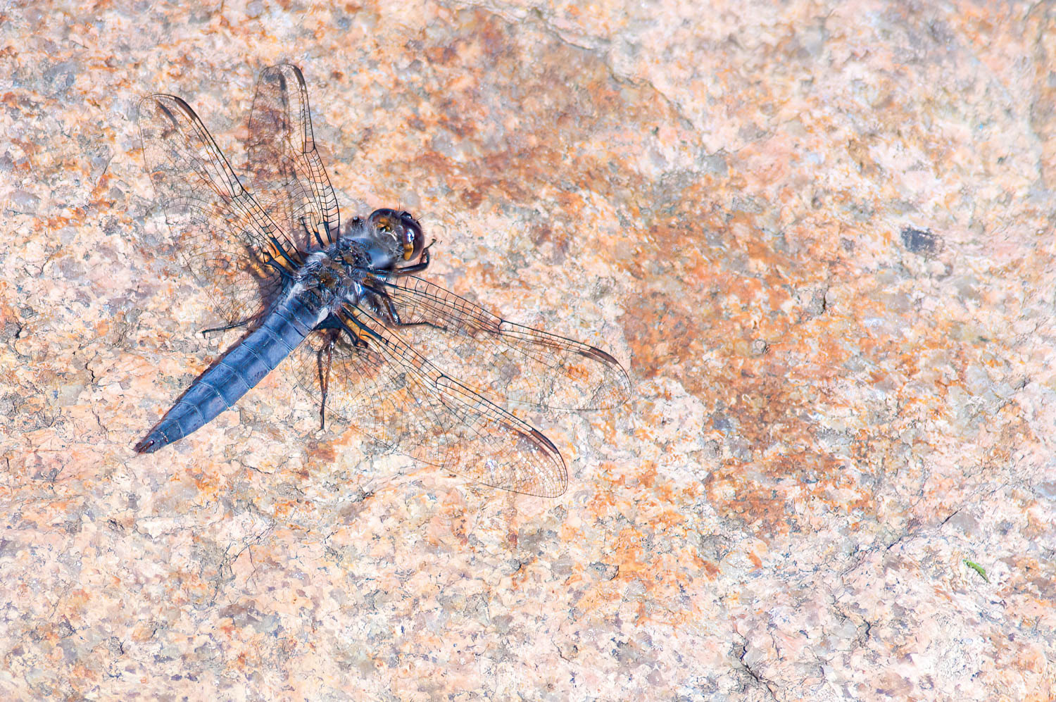 Blue Corporal (Ladona deplanata)