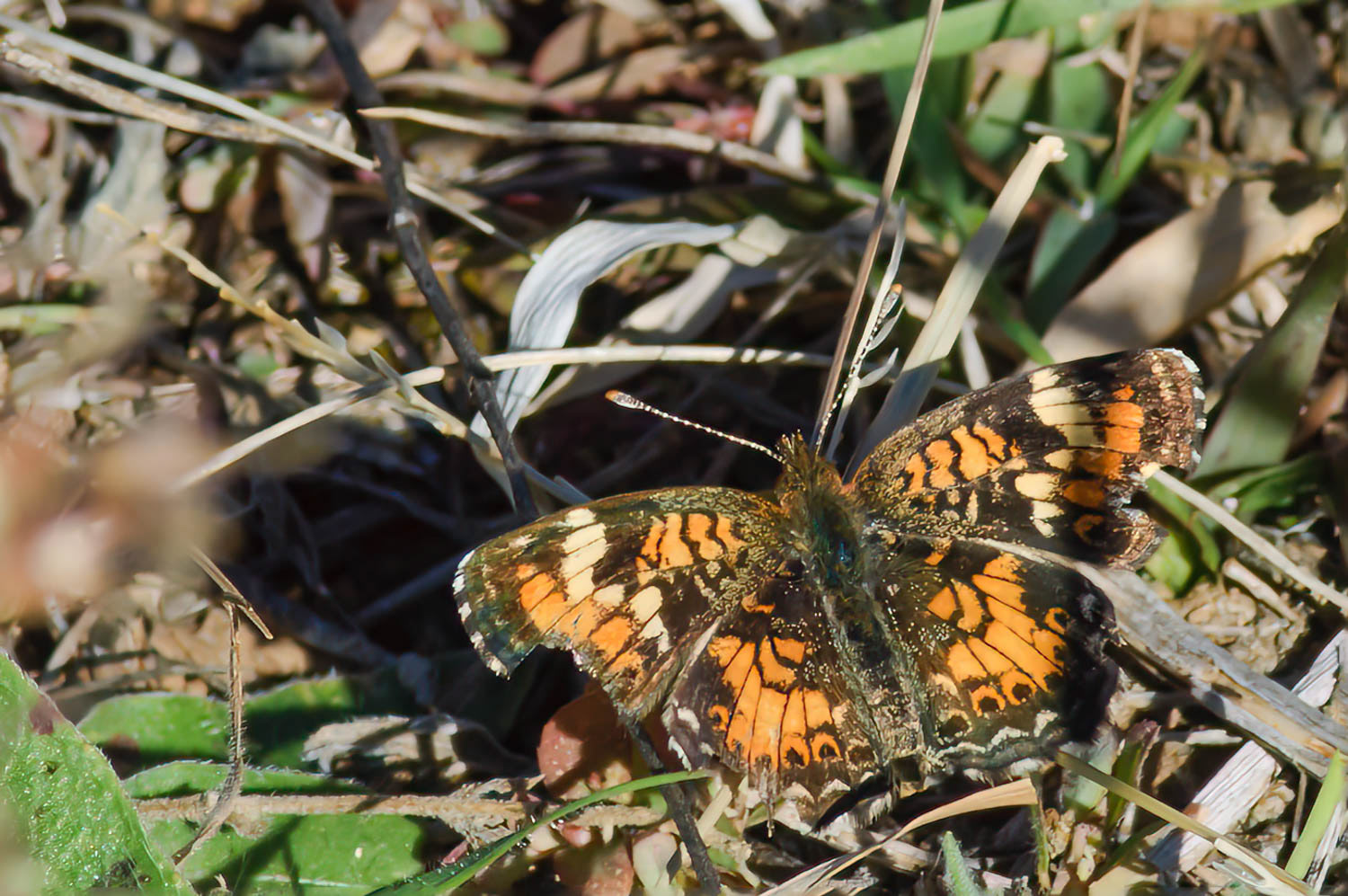 Phaon Crescent (Phyciodes phaon)