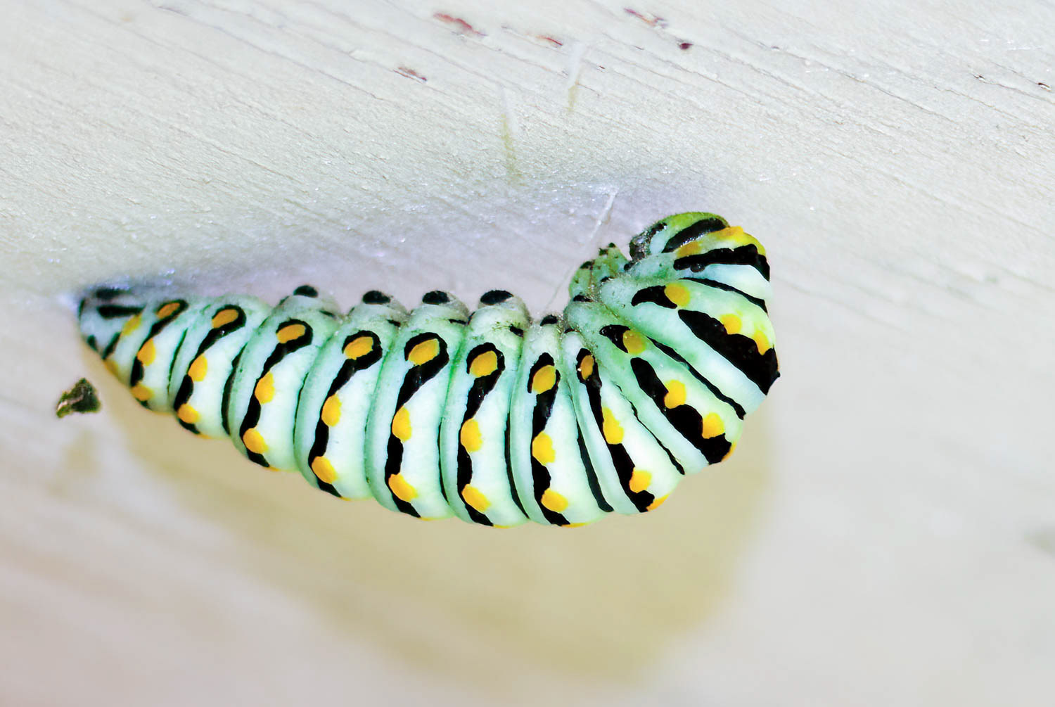 Black Swallowtail Caterpillar (Papilio polyxenes)