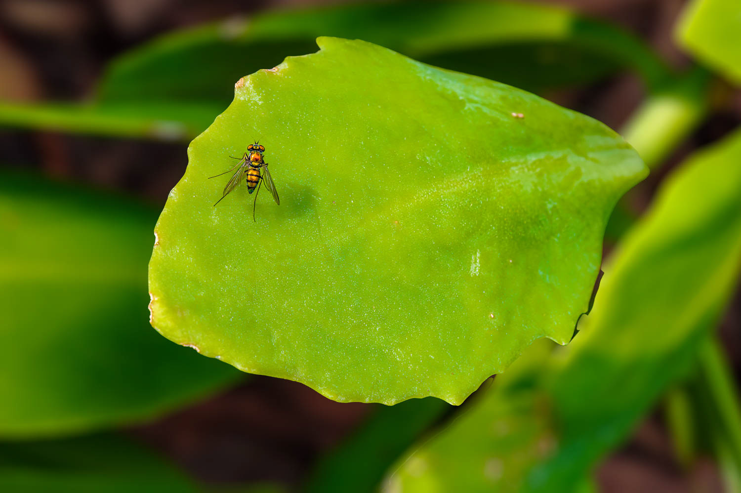 Long Legged Flies
