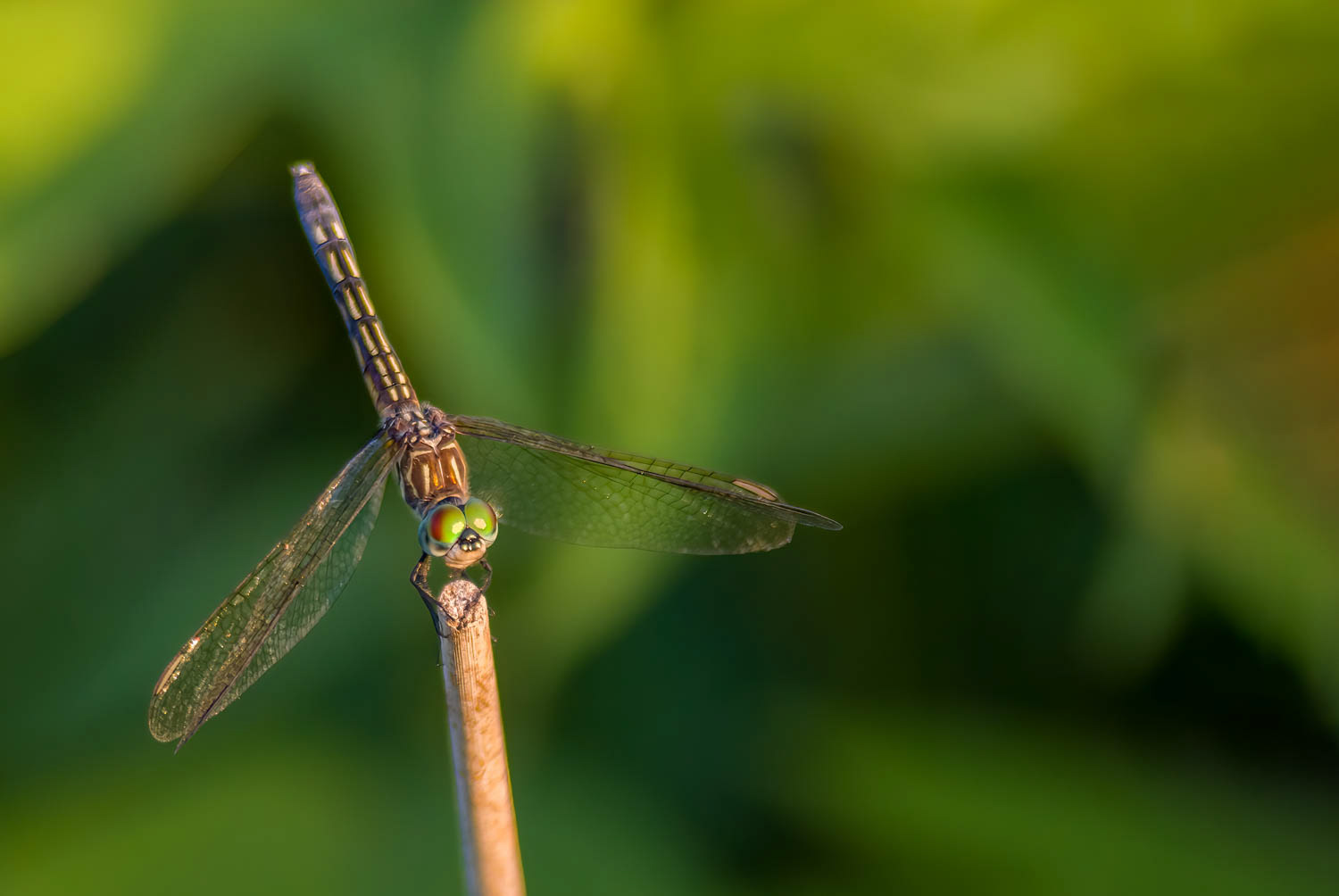 Blue Dasher (Pachydiplax longipennis) Female