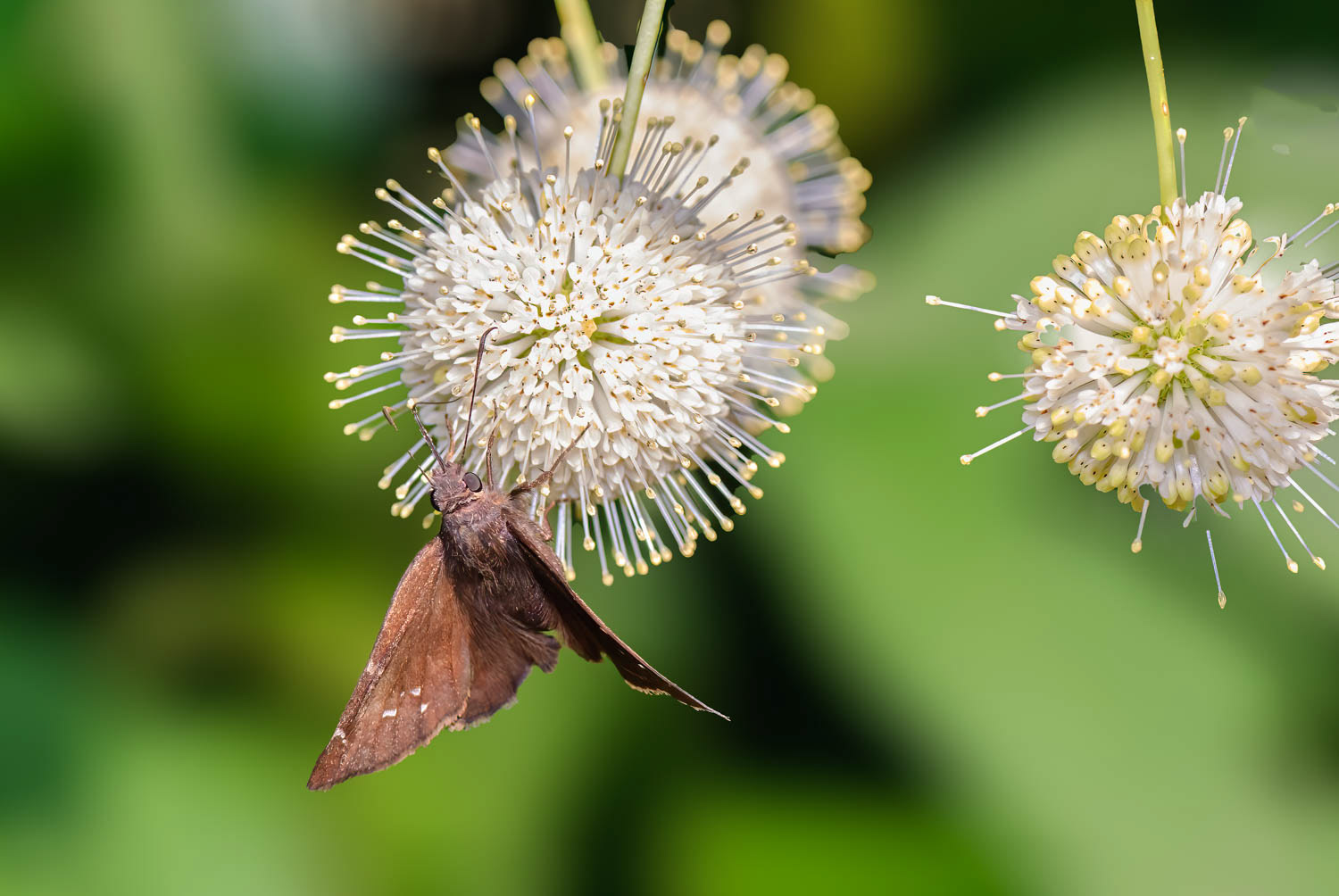 Northern Cloudywing (Thorybes pylades)