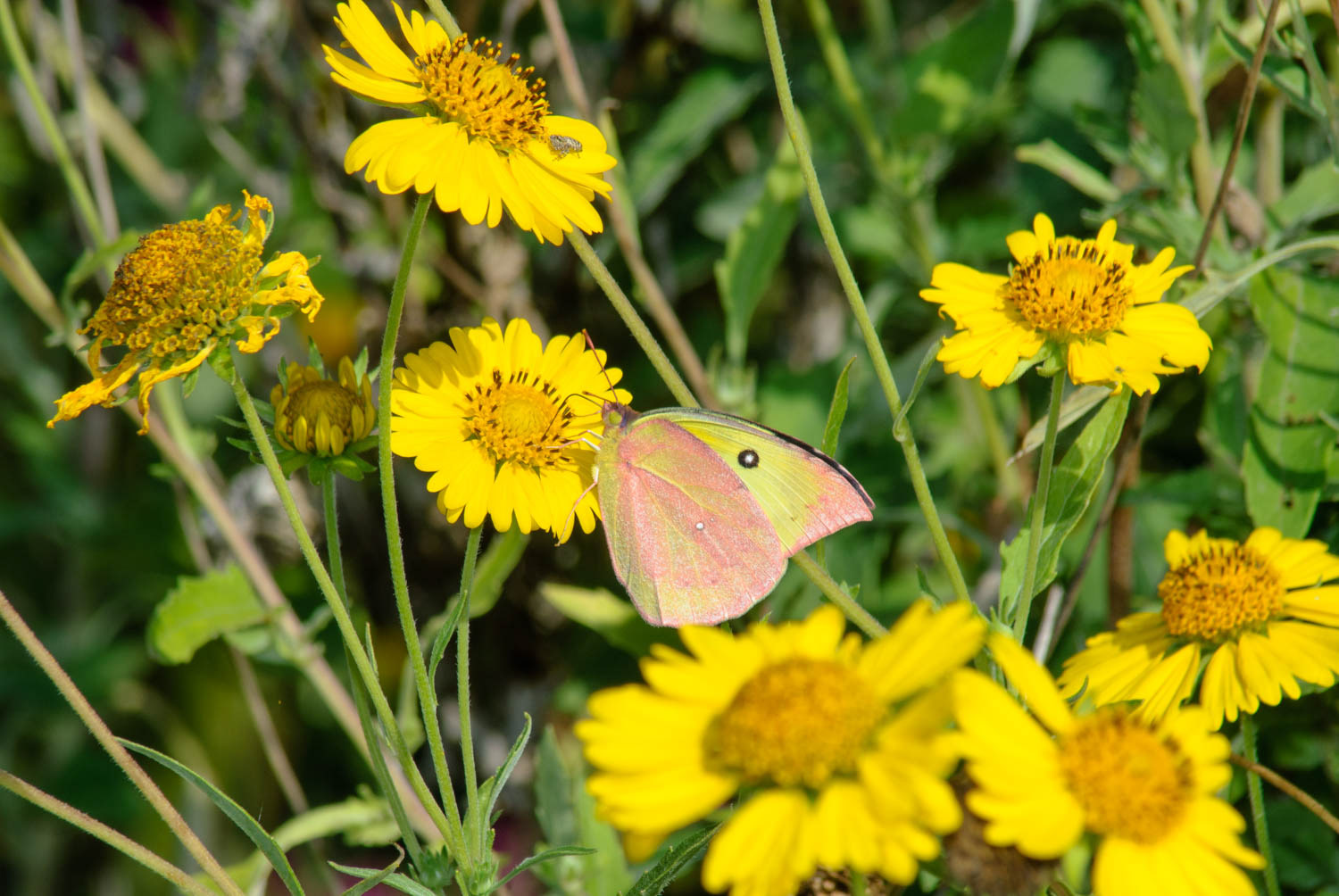 Southern Dogface (Zerene cesonia)