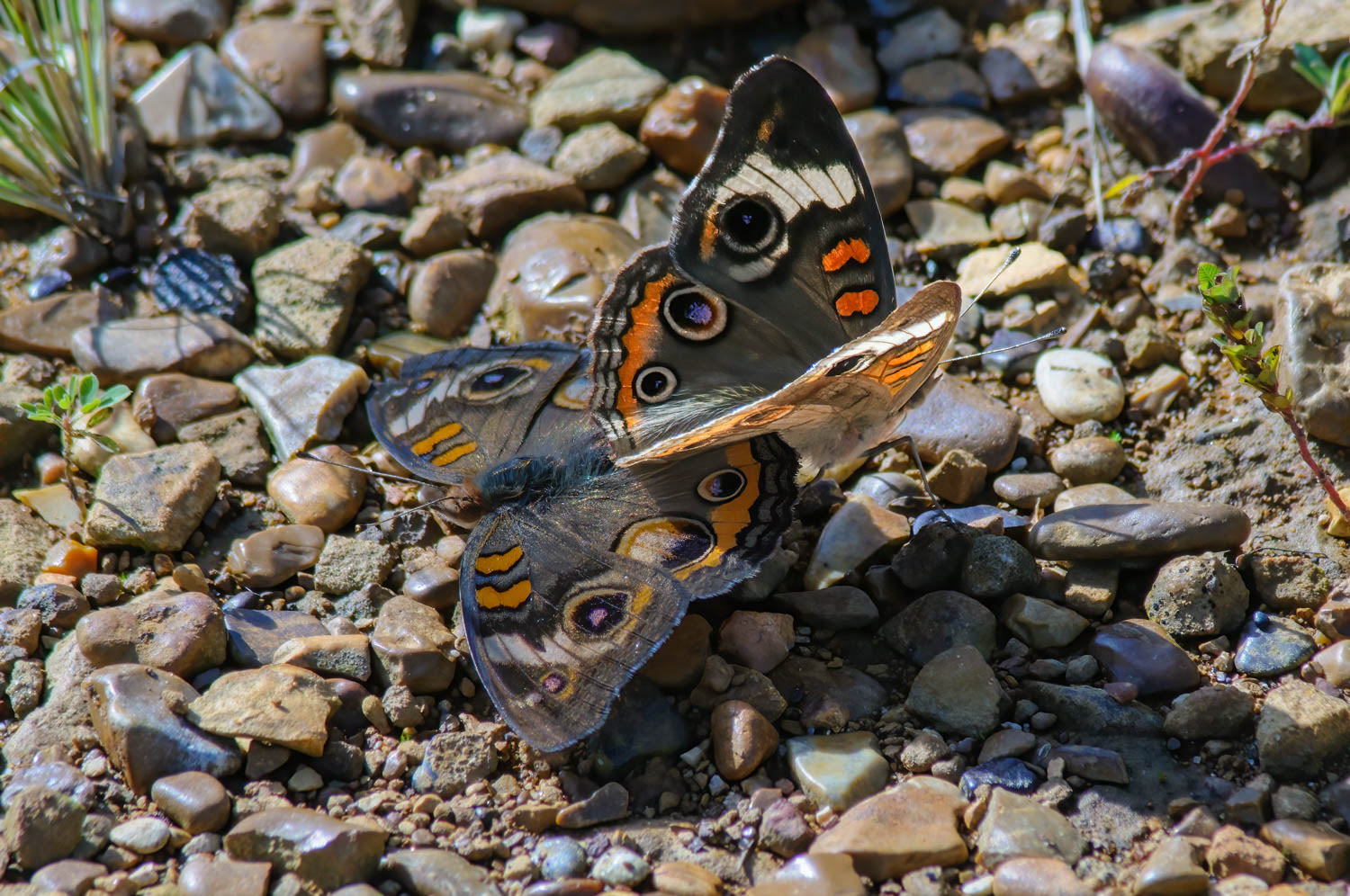 Common Buckeye (Junonia coenia Hübner)