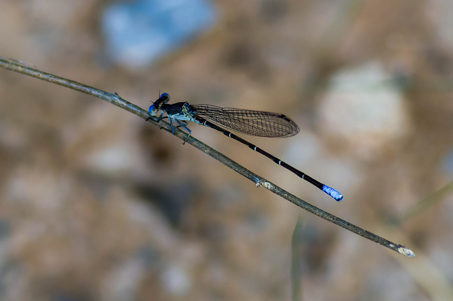 Blue-tipped Dancer (Argia tibialis) Male