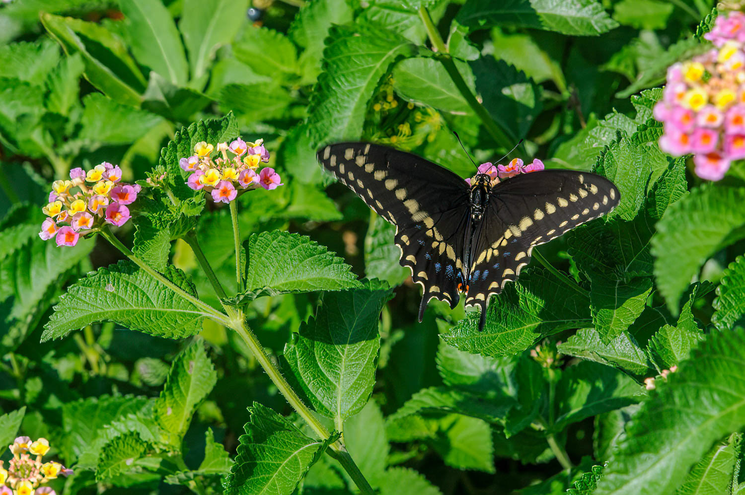 Black Swallowtail (Papilio polyxenes)